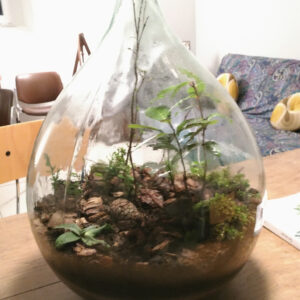 Love's Grove - piccoli, magici ecosistemi vegetali