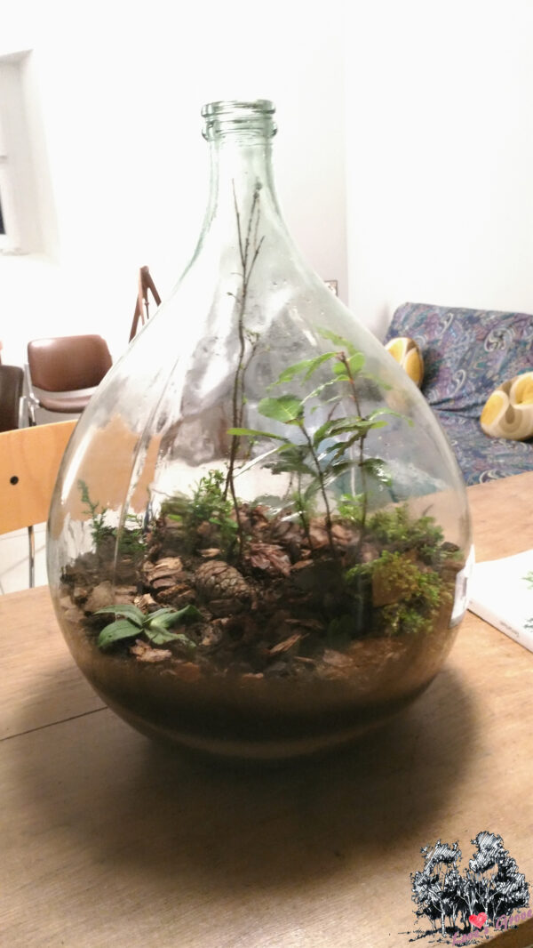 Love's Grove - piccoli, magici ecosistemi vegetali